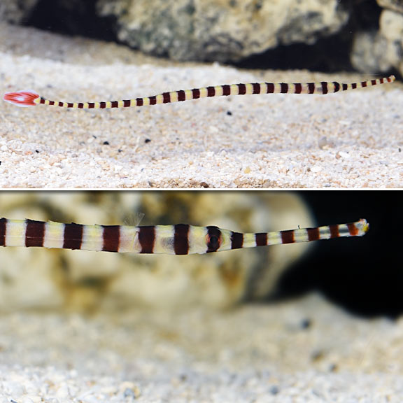 Pipefish