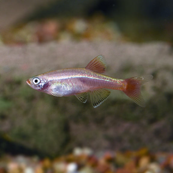 Minnow