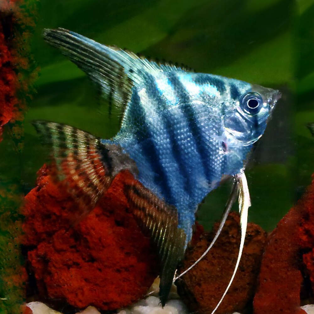 Angels Freshwater