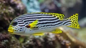 Sweetlips
