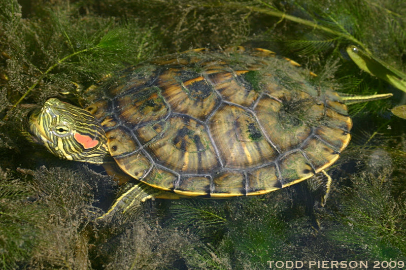 Turtle