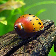 ONION SNAIL