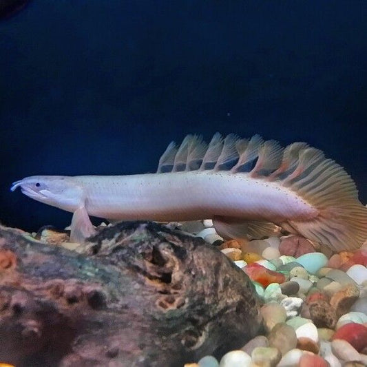 CUVIER BICHIR LONGFIN