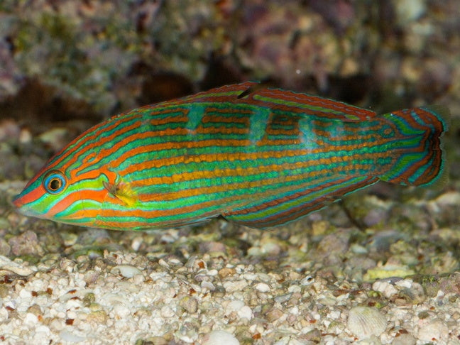 TAIL SPOT WRASSE