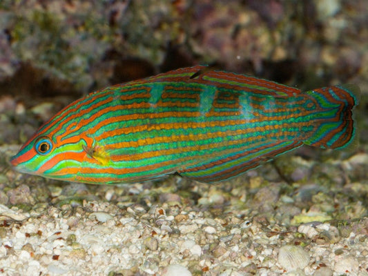 TAIL SPOT WRASSE