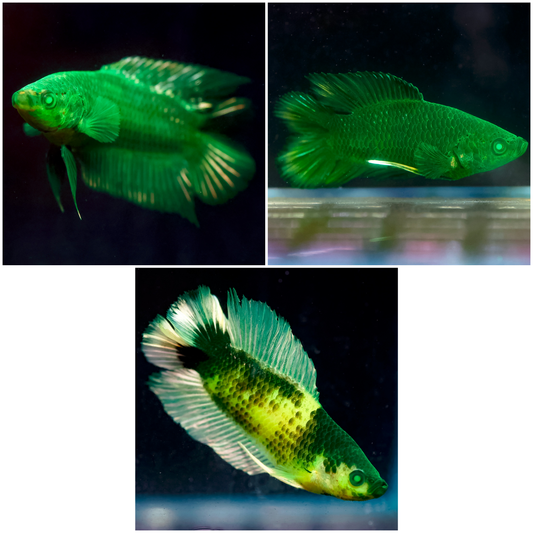 Emerald-Eyed Phantom Betta-Assorted 3 Pack