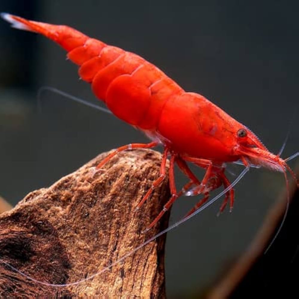 BLOODY MARY SHRIMP