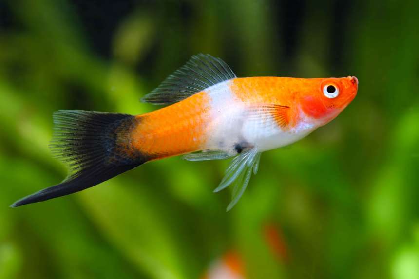 BLACK TAIL KOHAKU SWORDTAIL