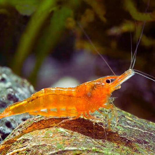 ORANGE BEE SHRIMP