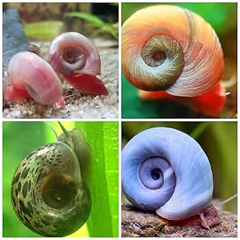 ASSORTED MINI SNAIL