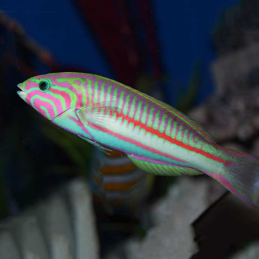 FIVESTRIPE WRASSE