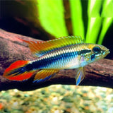 AGASSIZ DWARF CICHLID