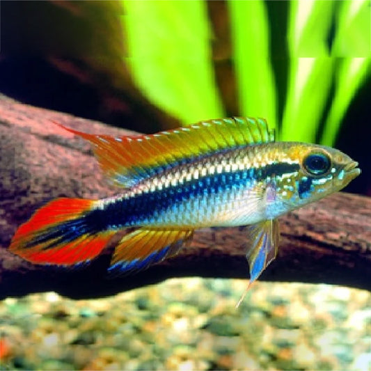 AGASSIZ DWARF CICHLID