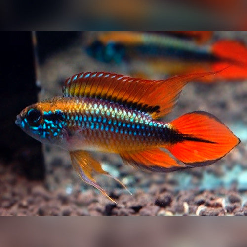 AGASSIZ DWARF DOUBLE RED CICHLID