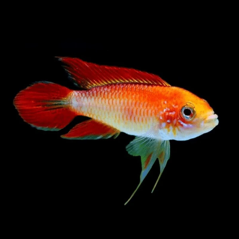 AGASSIZ FIRE RED CICHLID