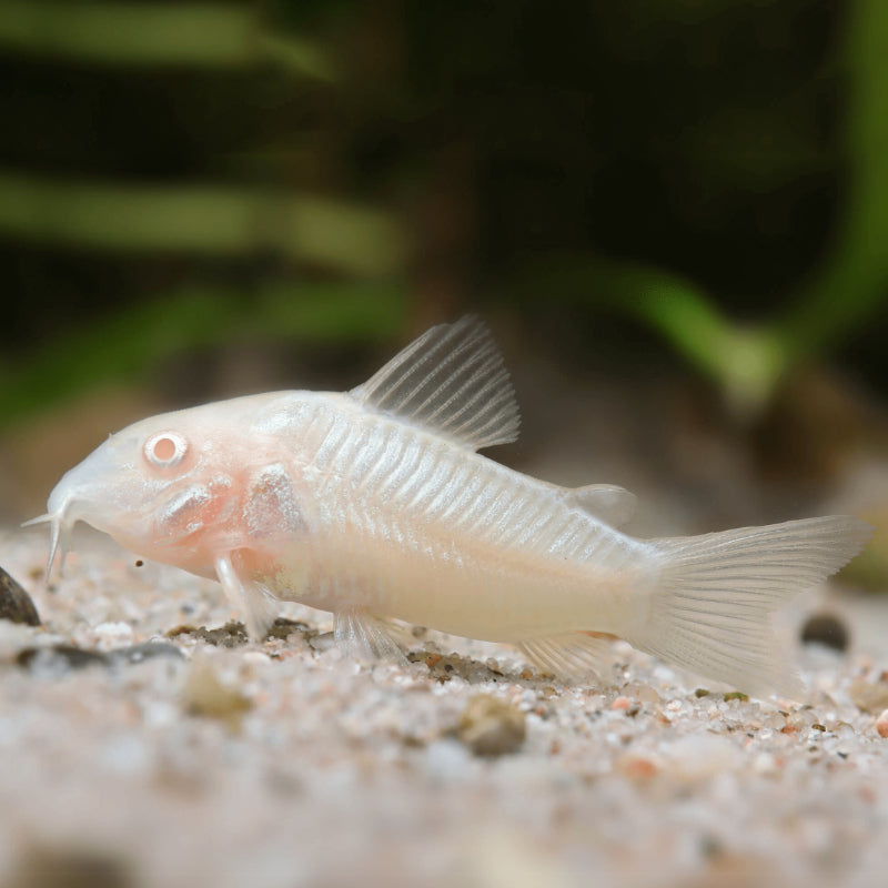 ALBINO BANGKOK CATFISH