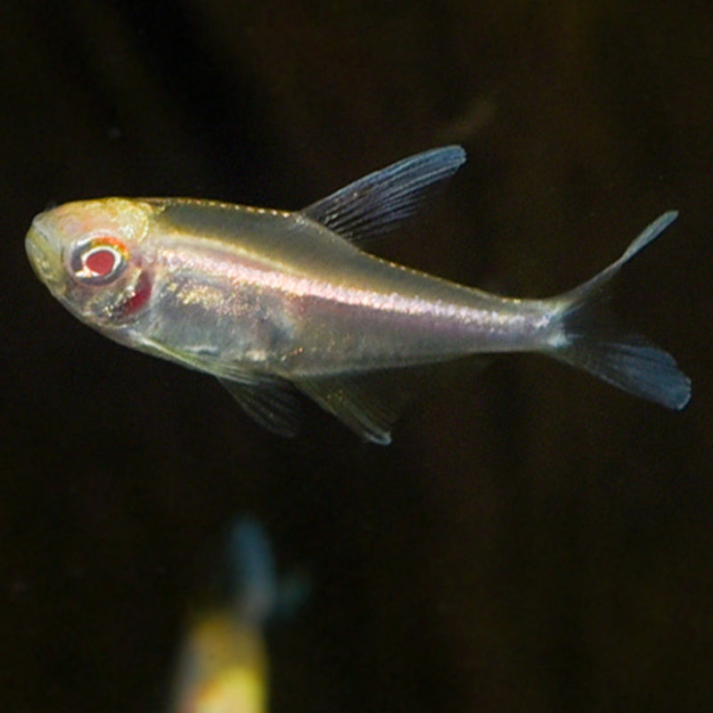 ALBINO BLACK NEON TETRA