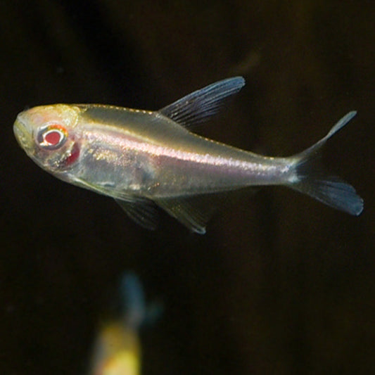 ALBINO BLACK NEON TETRA
