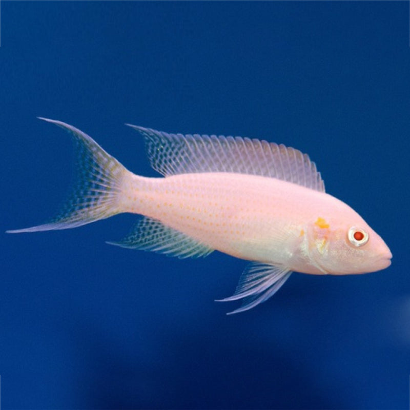 ALBINO BRICARDI CICHLID