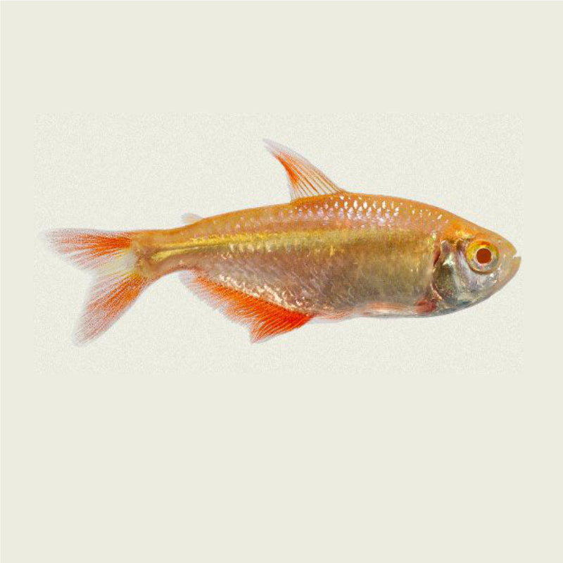 ALBINO BUENOS AIRES TETRA