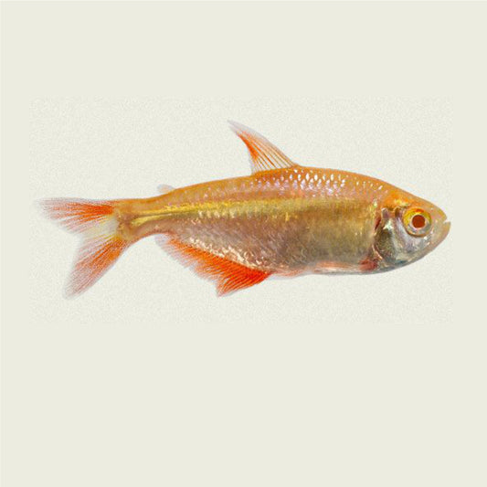 ALBINO BUENOS AIRES TETRA