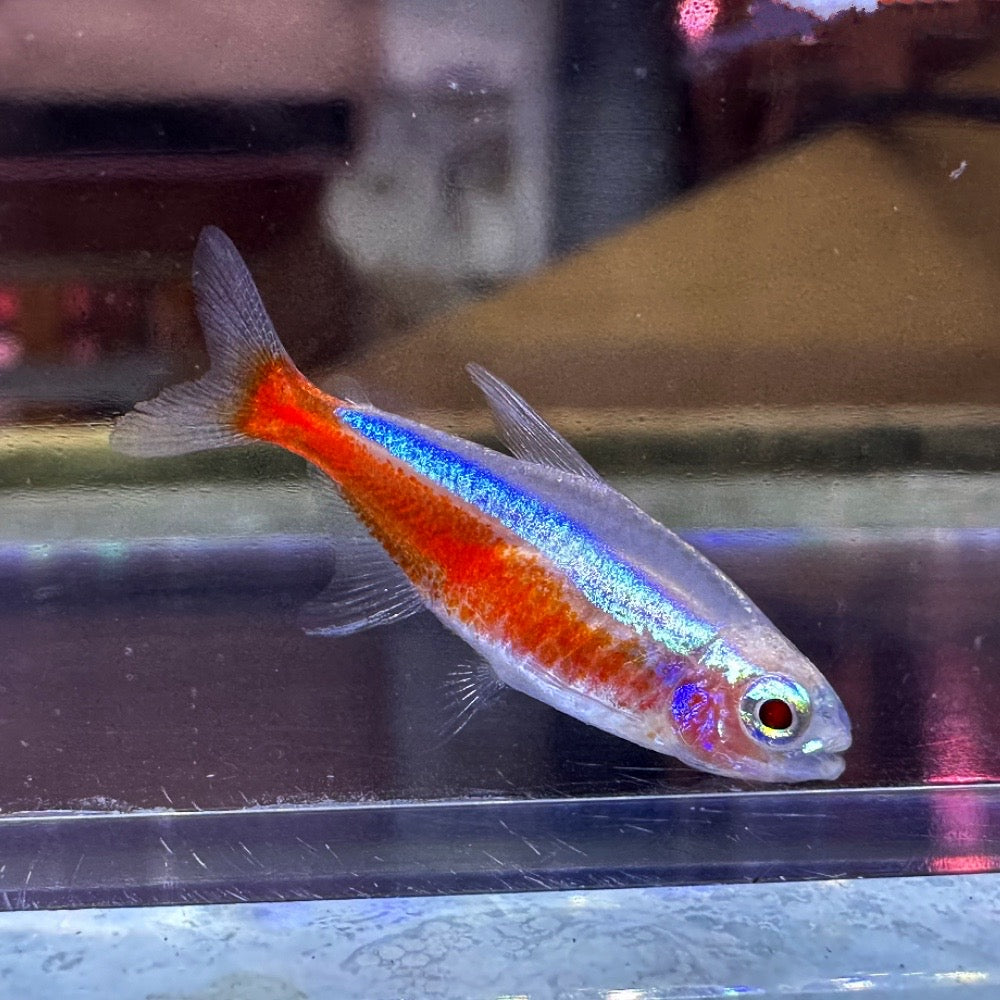 ALBINO CARDINAL TETRA