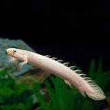 ALBINO CUVIER BICHIR