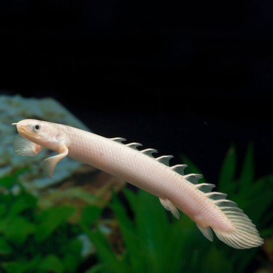 ALBINO CUVIER BICHIR