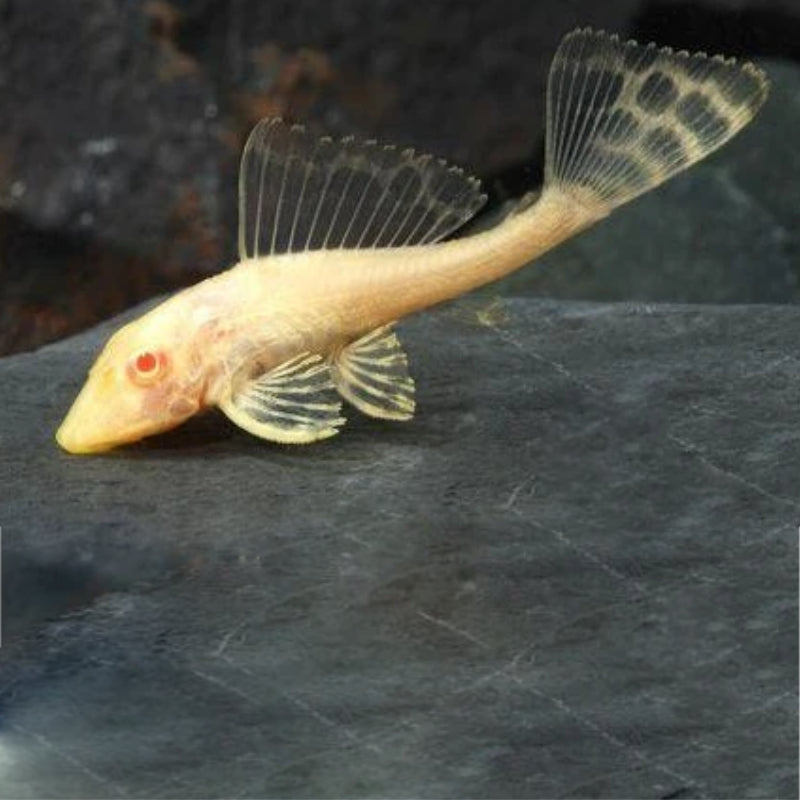 ALBINO GLASS CLEANER PLECOSTOMUS