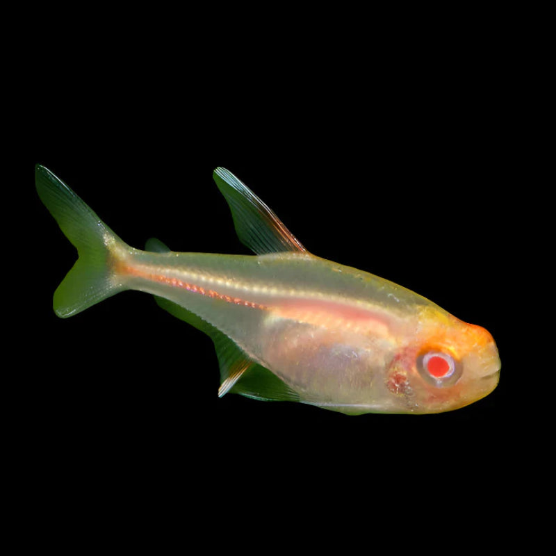 ALBINO GLOW LIGHT TETRA