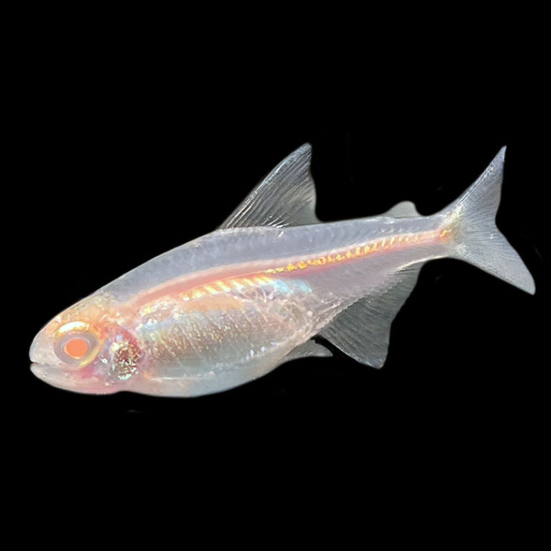 ALBINO HEAD TAIL LIGHT TETRA