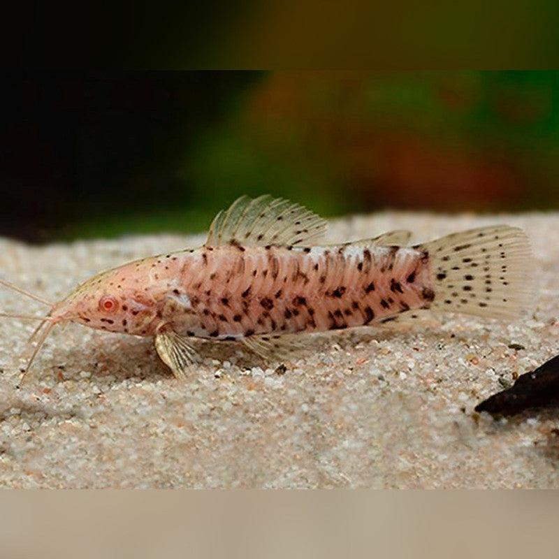 ALBINO HOPLO CATFISH