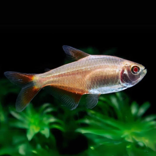 ALBINO LAMP EYE TETRA