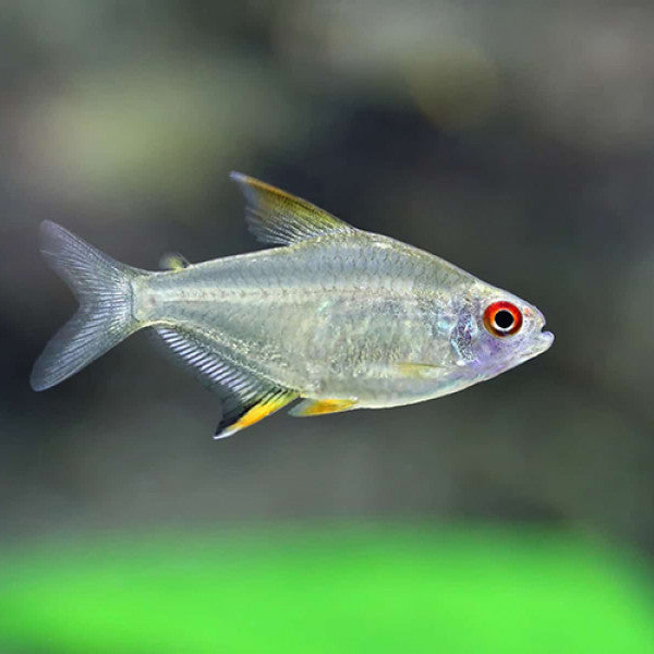 ALBINO LEMON TETRA