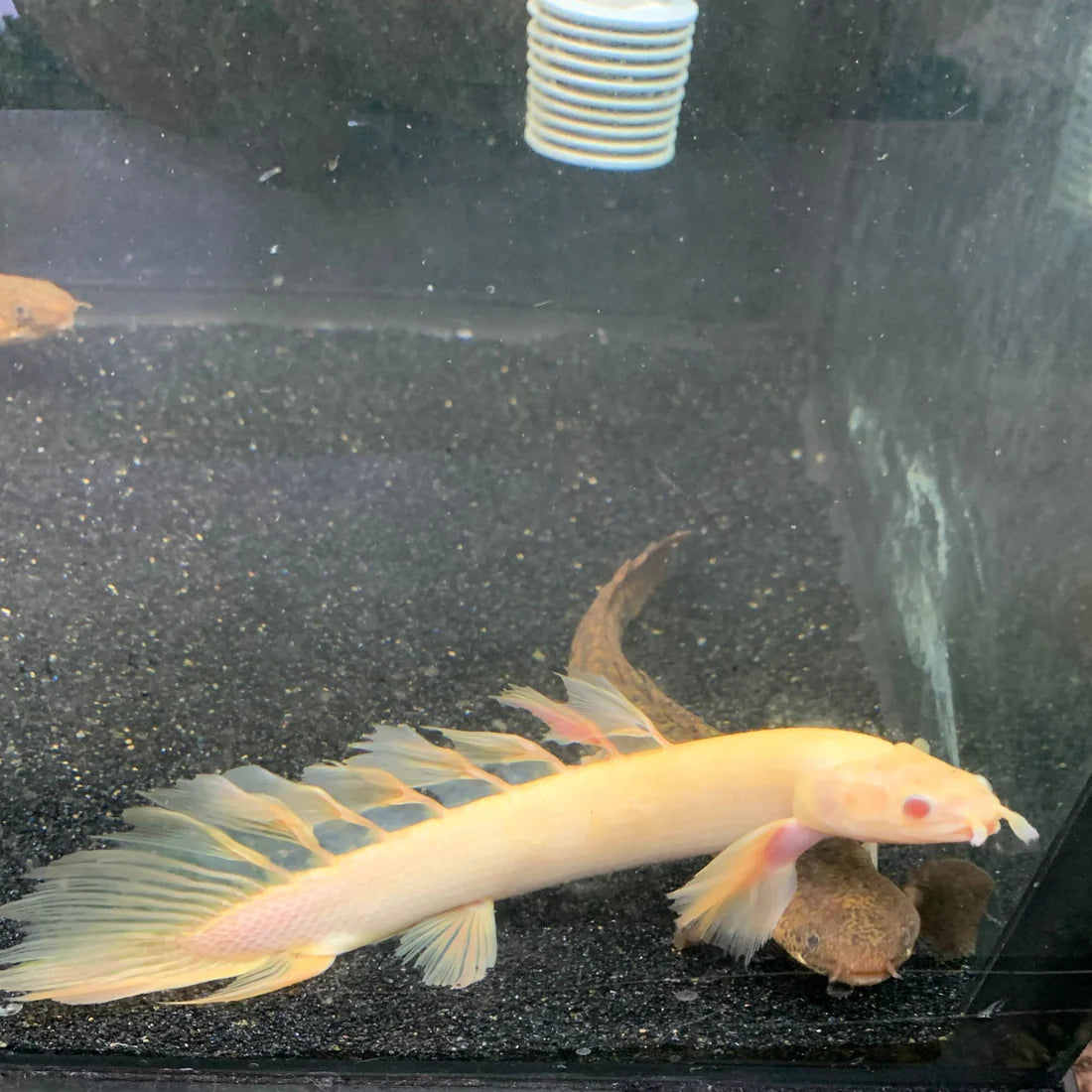 ALBINO LONGFIN CUVIER BICHIR