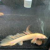 ALBINO LONGFIN CUVIER BICHIR