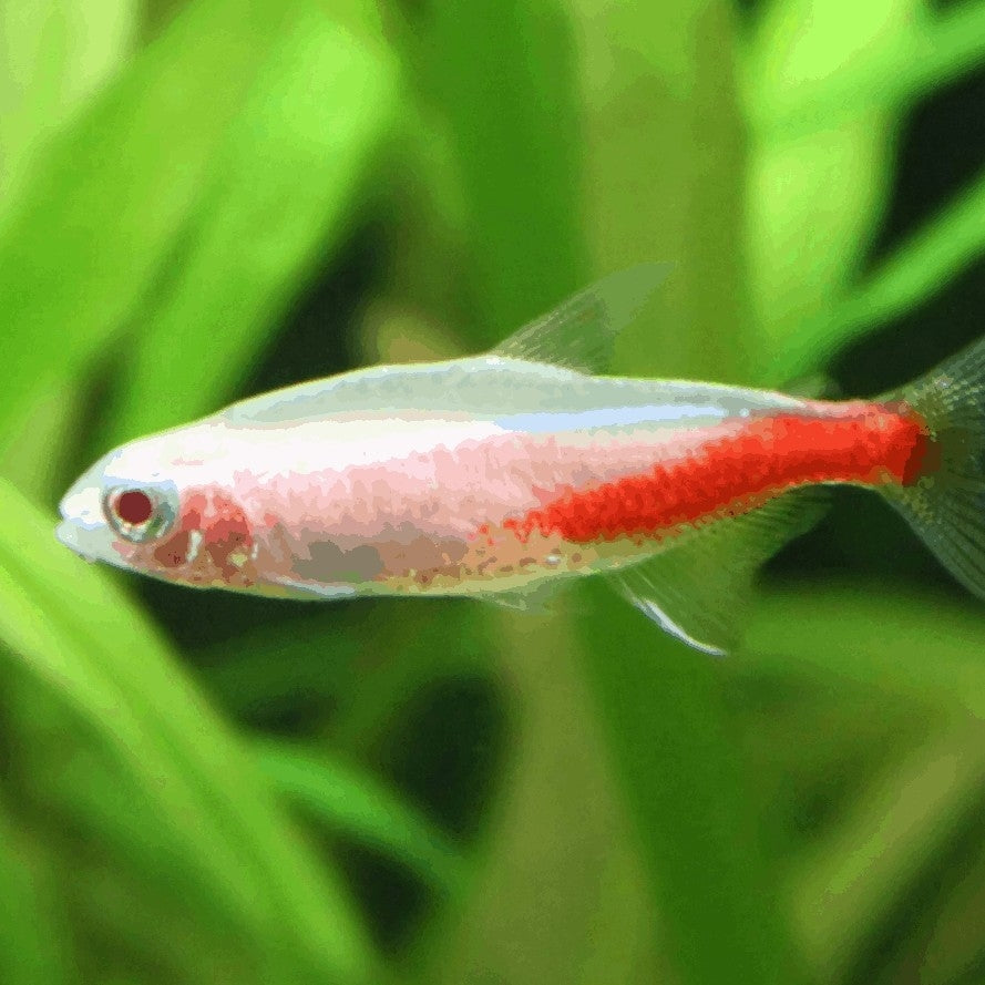 ALBINO NEON TETRA