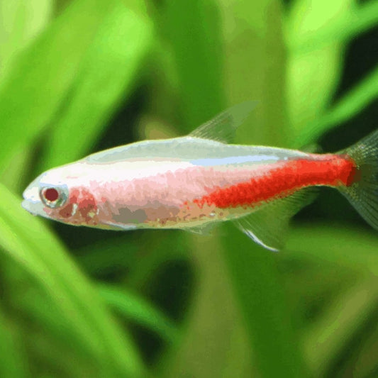 ALBINO NEON TETRA