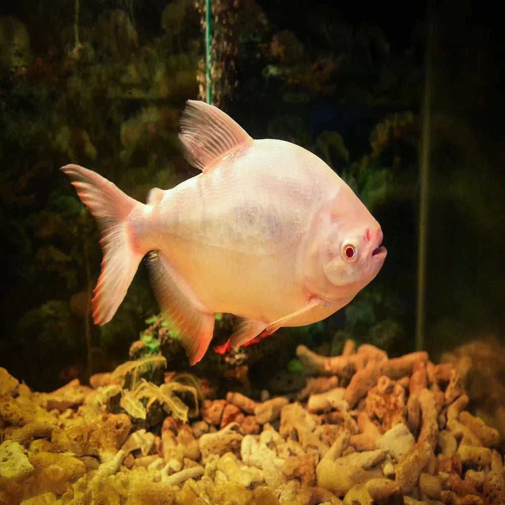ALBINO RED PACU