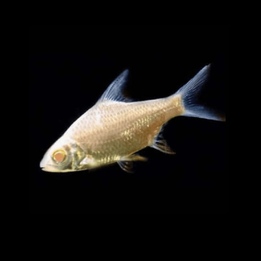 ALBINO TINFOIL BARB