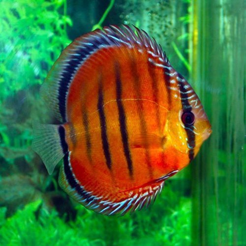 ALENQUER DISCUS