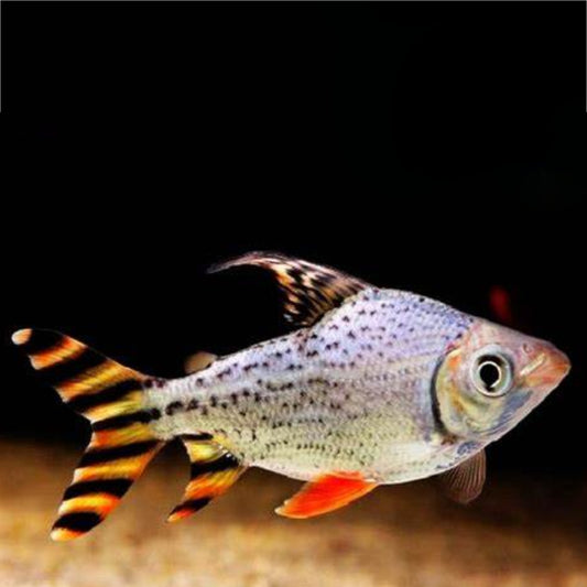 AMERICAN YELLOW FLAGTAIL BARB