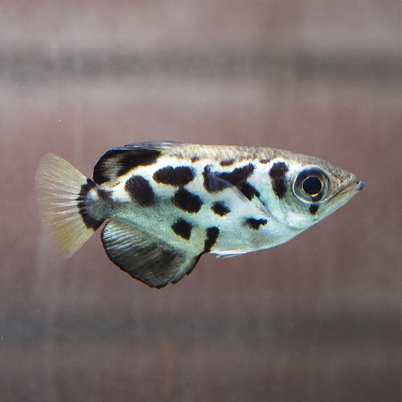 ARCHER FISH