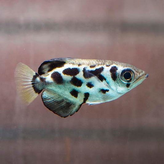 ARCHER FISH