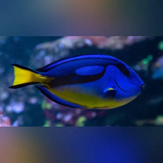 HEPATUS BLUE TANG AFRICA