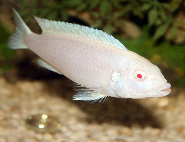 SNOW WHITE CICHLID