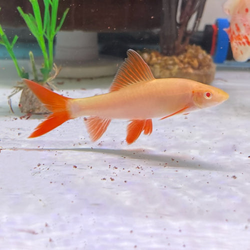 ALBINO REDFIN SHARK
