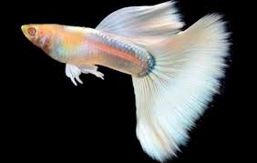 ALBINO FULL WHITE PAIR