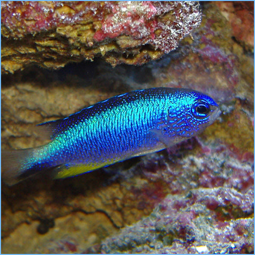 NEON ALLENI DAMSELFISH