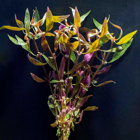 ALTERNANTHERA REINECKII ROSANERVIG